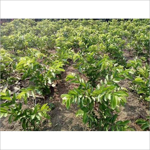 Guava Plant Guava Plant
