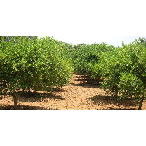 Beed Mousumbi Plant