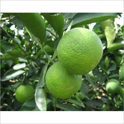 Thai Mosambi Plant