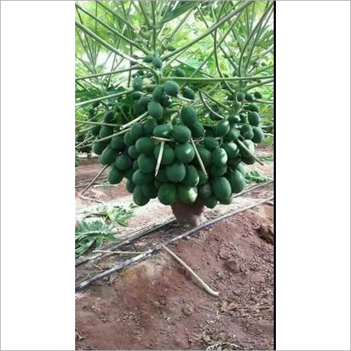 Taione Papaya Plant