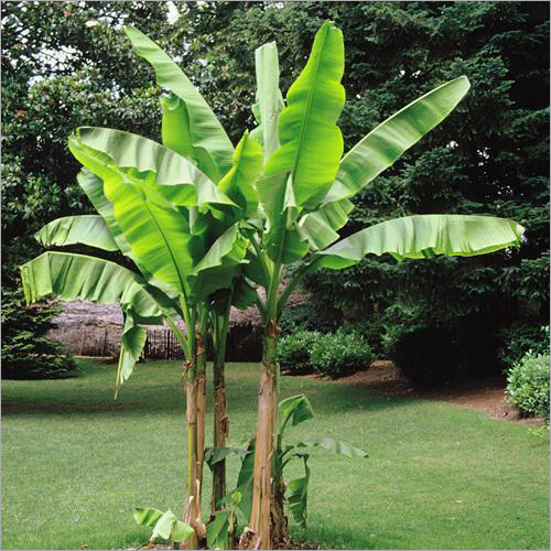 Banana Plant