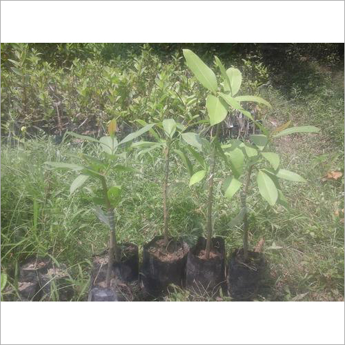 Thai Jamun Plant