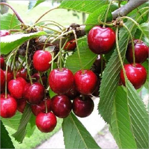 Red Cherry Plant