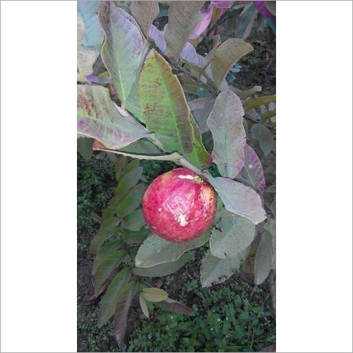 Apple Guava Plant