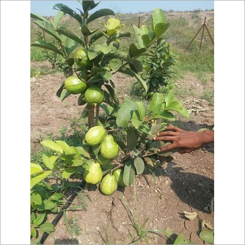 Thai 7 Guava Plant