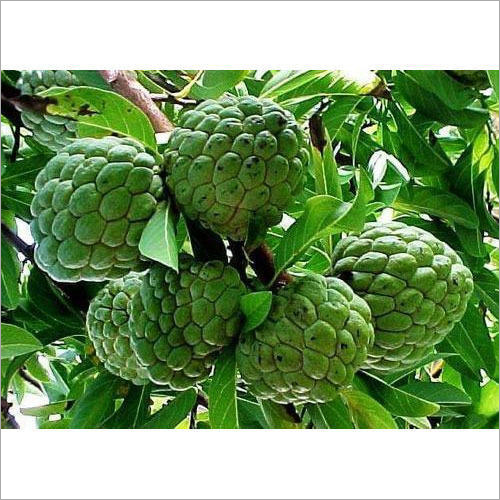 Thai Custard Apple Plant