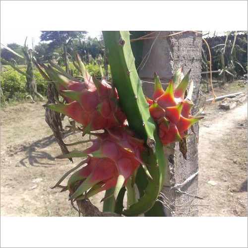 Dragon Fruit Plant