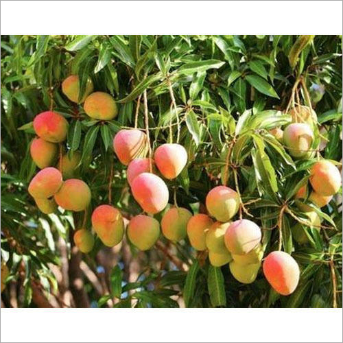 Alphonso Mango Plant Shelf Life: Above 50 Years Years