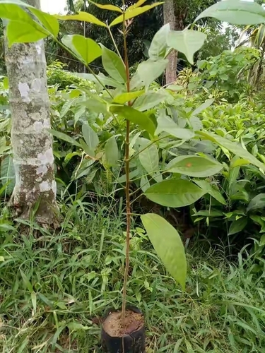 Mahogany Plant Mahogany Plant
