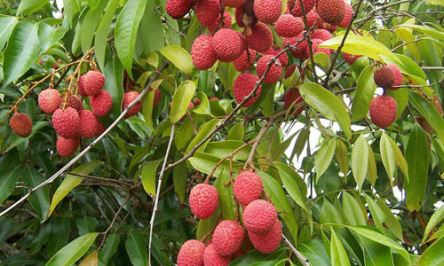 China 3 Litchi Plant China 3 Litchi Plant