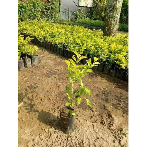 Golden Duranta