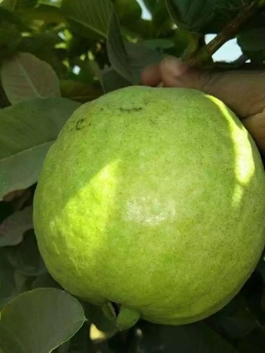 VNR Raipur Guava Plant VNR Raipur Guava Plant