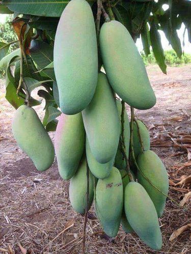 Mango Plants Mango Plants