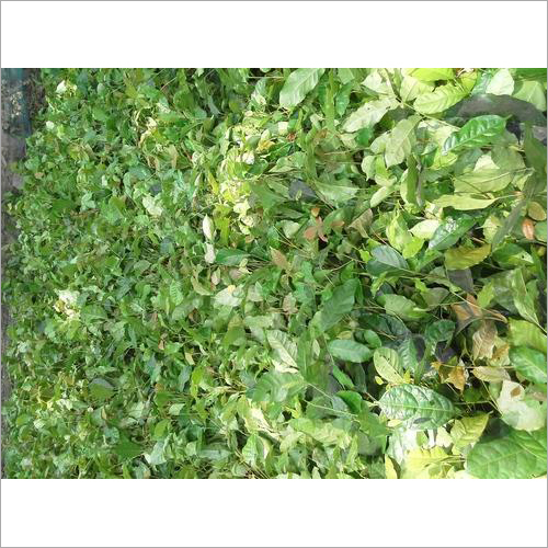 Hybrid Mohogni Plants