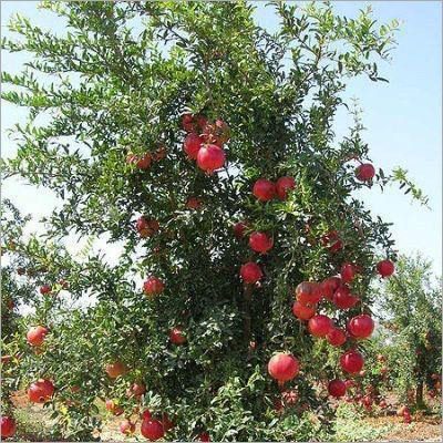 Super Bhagwa Pomegranate Plant