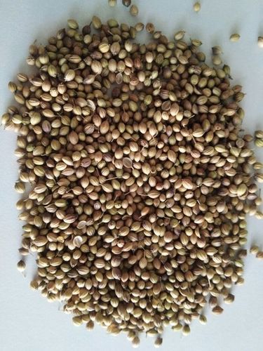 Coriander Seeds