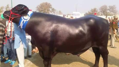 High Breed Murrah Bull