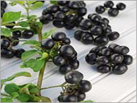 Solanum Nigrum