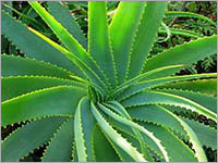 Aloe Vera