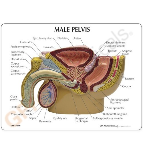 Human Pelvis Male Model