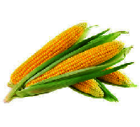 Yellow Maize Corn Grade: Premium Grade