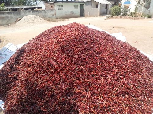 Indian Red Chilli