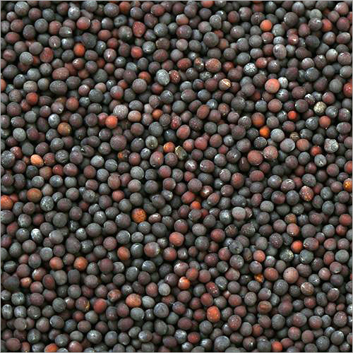 Black Mustard Seeds