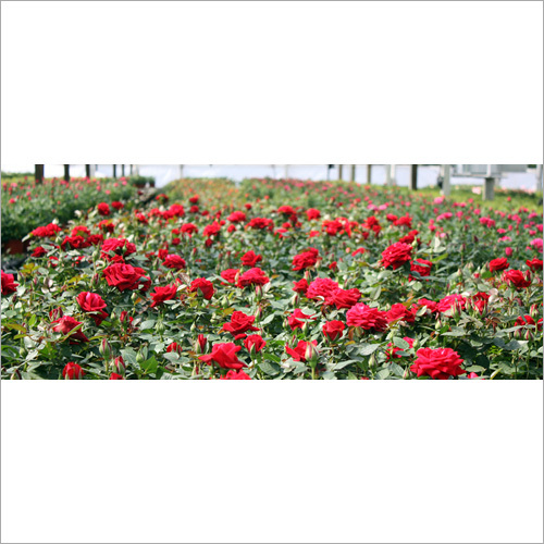 Rose Plant