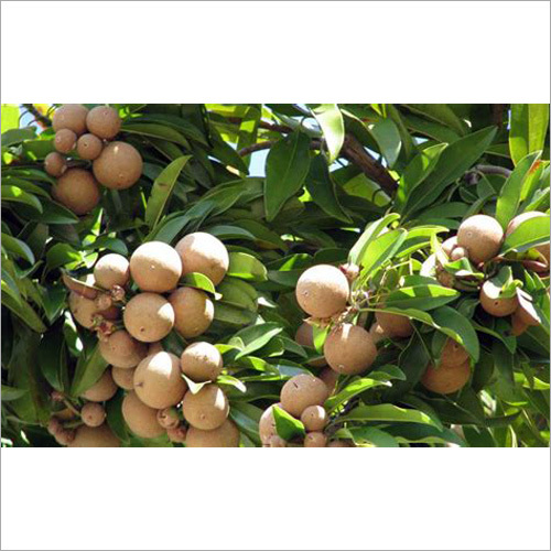Chiku Plant