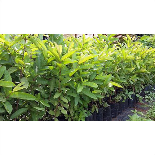 Guava Plant