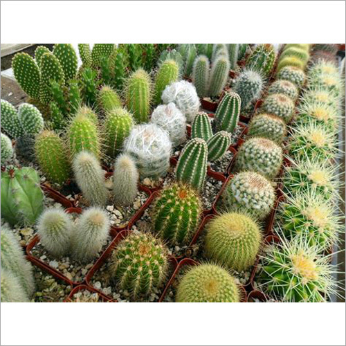 Cactus Plant