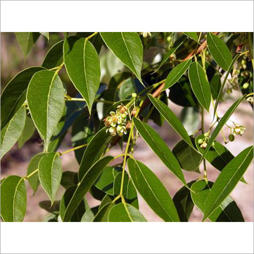 Mahogany Plant