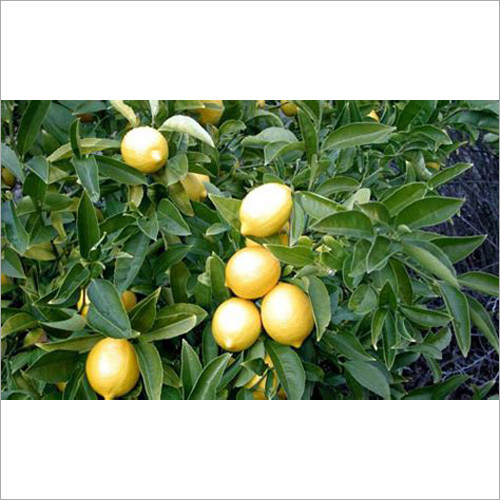 Citrus Plant