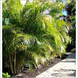 Areca Palm Plant