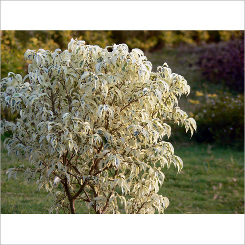 Ficus Benjamina Plant