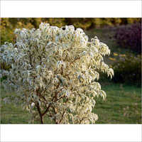 Ficus Benjamina Plant