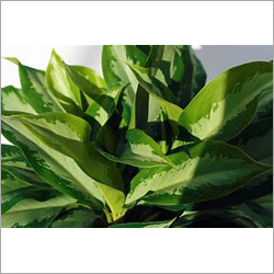 Aglaonema Plant