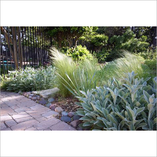 Mexican Grass