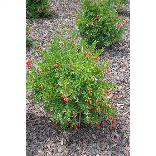 Pomegranate Plant