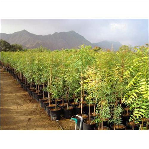 Hebbavu Neem Plant
