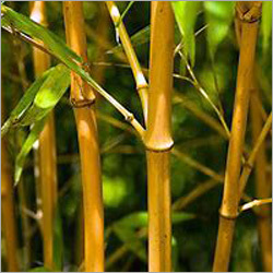 Golden Bamboo Plant