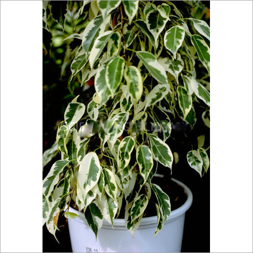 Ficus Benjamina Starlight Plant