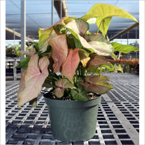 Syngonium Strawberry Cream