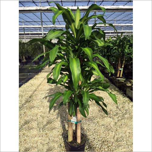 Artificial Dracaena Plant
