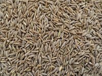 Cumin Seed