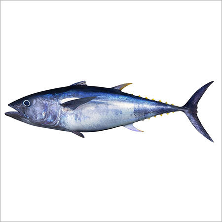 Tuna Fish