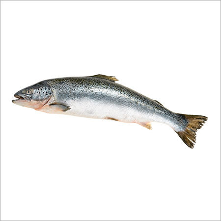 Salmon Fish