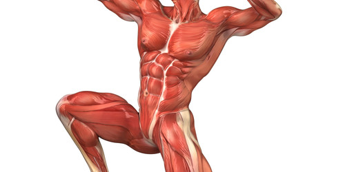 MUSCULAR SYSTEM