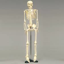 MINIATURE SKELETON