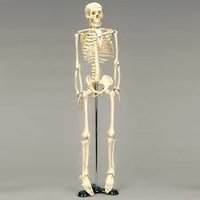 MINIATURE SKELETON